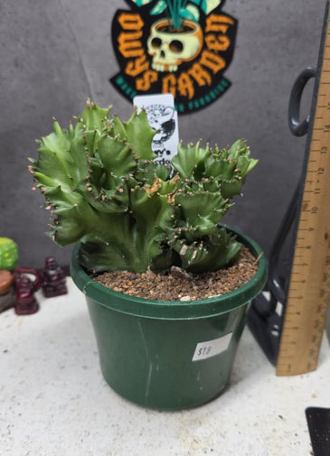 Euphorbia lactea f. cristata