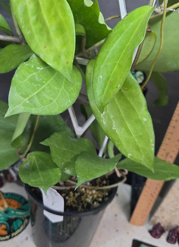 Hoya verticillata 'chaing mai