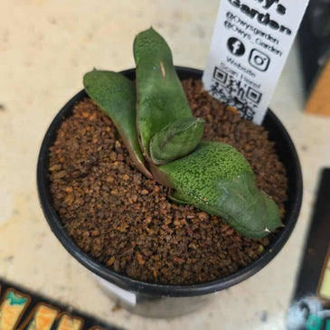 Gasteria hybrid 03