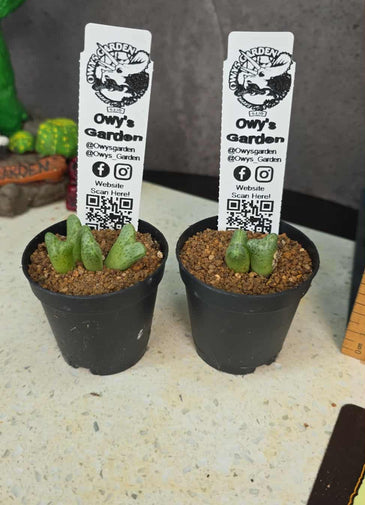 Conophytum marginatum