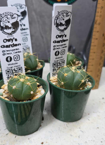 Gymnocalycium buenekeri