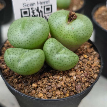 Conophytum species