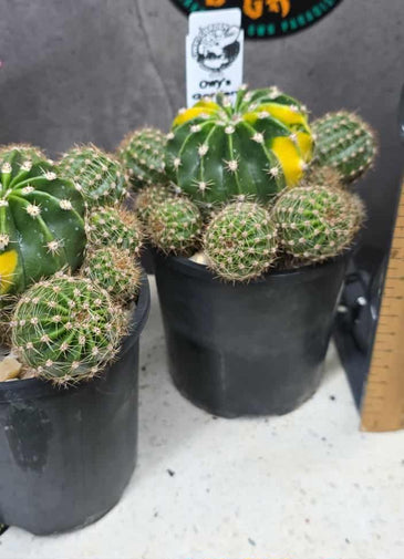 Echinopsis eyriesii Variegata