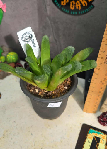 Haworthia 'Fingers'