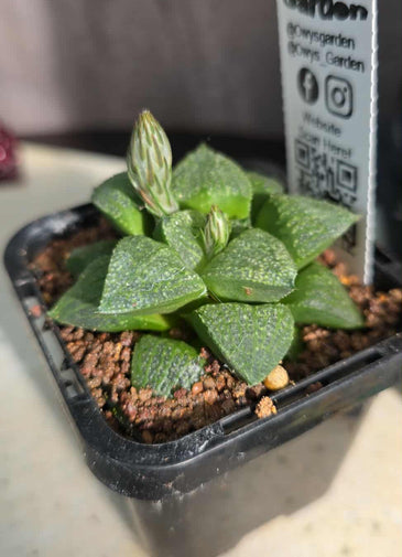 Haworthia sp. Hybrid 07
