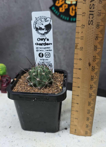 Lobivia pugionacantha v. albertii