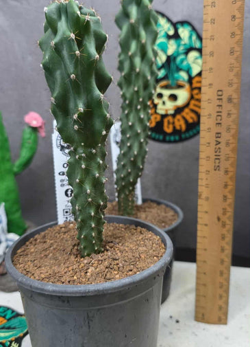 Cereus sp F.monstrosa