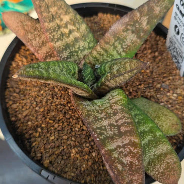 Gasteria batesiana