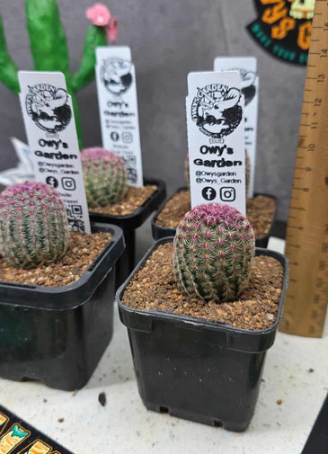 Echinocereus rigidissimus  v. rubrispina 63mm pots