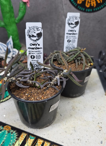 Euphorbia cylindrifolia