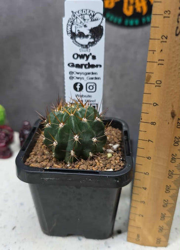 Lobivia hertrichiana