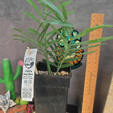 Encephalartos aemulans x lebombensis x lehmanii