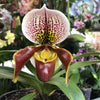 Orchids