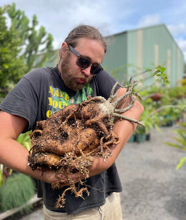 Tuberous, caudex, corms and bulbs