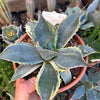 Aloes and Agave