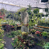 Tropical & Shade Plants