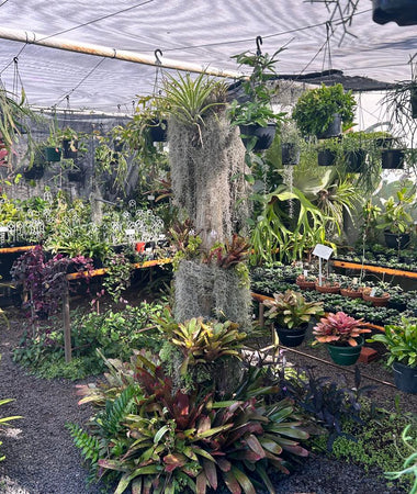 Tropical & Shade Plants