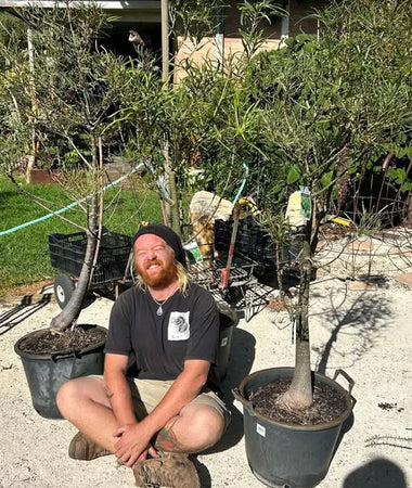 Native Australian Plants