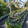 Succulents