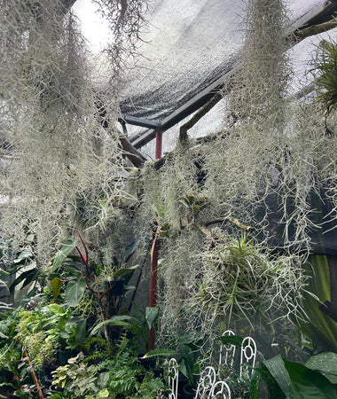 Air Plants (Tillandsia sp.)