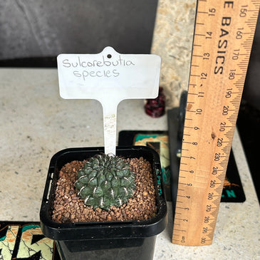 Sulcorebutia species