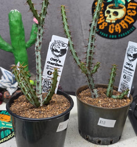 Euphorbia aeruginosa