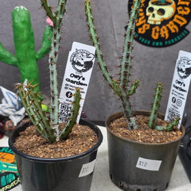 Euphorbia aeruginosa