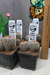 Parodia sp