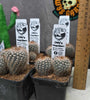 Parodia sp