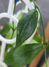 Hoya polyneura 'Splash'