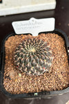 Sulcorebutia arenacea