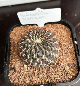 Sulcorebutia arenacea