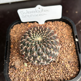 Sulcorebutia arenacea