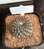 Sulcorebutia arenacea