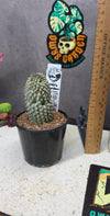 Hoodia gordonii