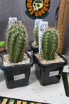 Echinocereus polyacanthus