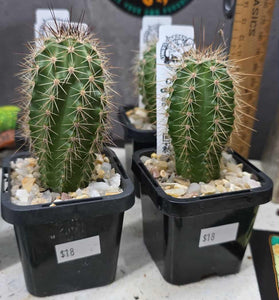 Echinocereus polyacanthus