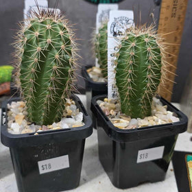 Echinocereus polyacanthus