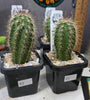 Echinocereus polyacanthus