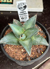 Agave pumila