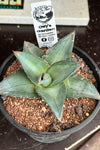 Agave pumila