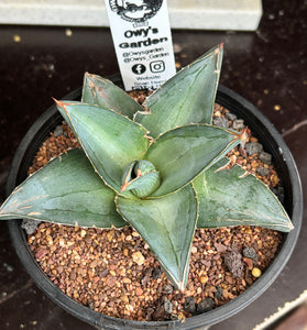 Agave pumila