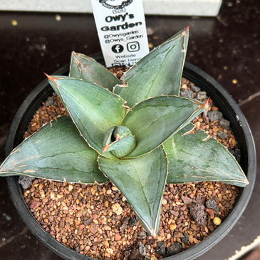 Agave pumila