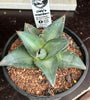 Agave pumila