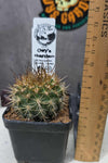 Neochilenia chiliensis
