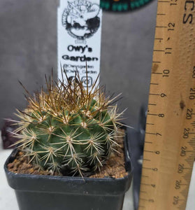 Neochilenia chiliensis