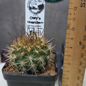 Neochilenia chiliensis