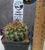 Neochilenia chiliensis