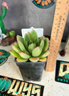 Echeveria agavoides hybrid