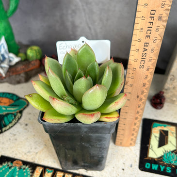 Echeveria agavoides hybrid